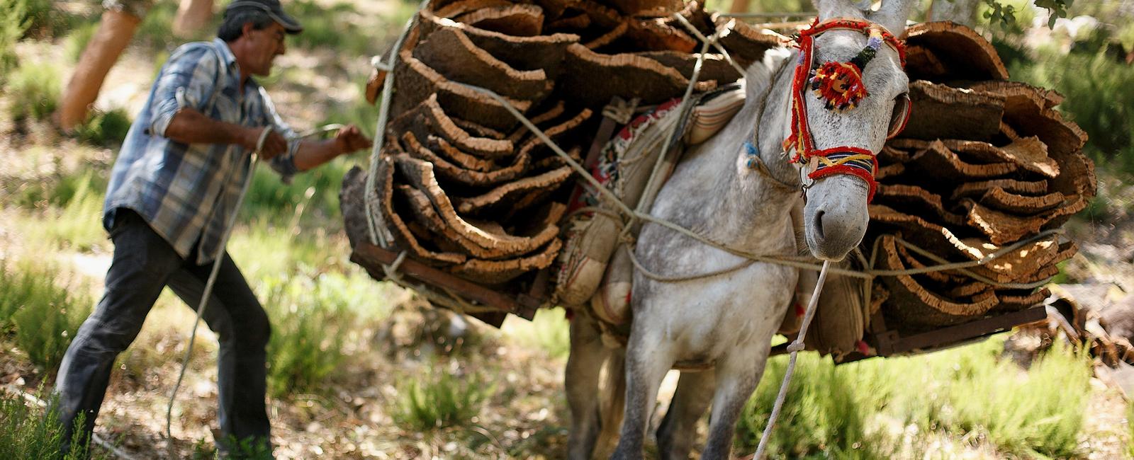 Spain leads the world in cork production