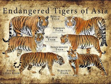 Tigers are the largest members of the cat family they are the national animals of many countries but a number of tiger subspecies are endangered because of human activity