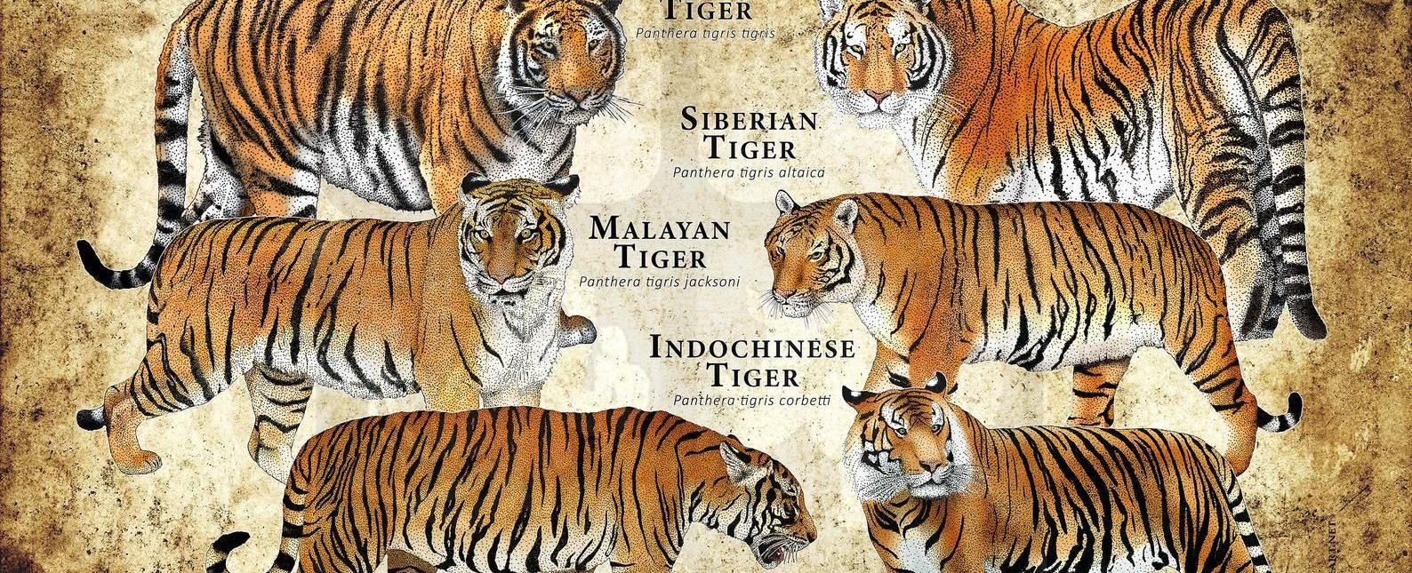 Tigers are the largest members of the cat family they are the national animals of many countries but a number of tiger subspecies are endangered because of human activity