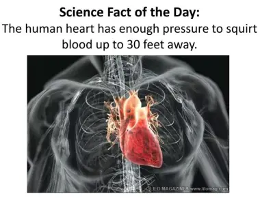 Your heart is a super pump it produces enough pressure to squirt blood 30 feet in the air