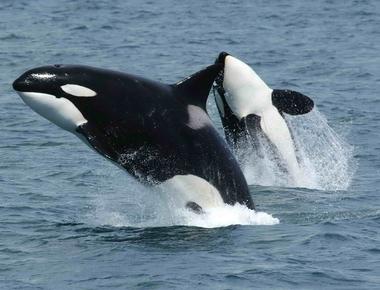 Despite its name the killer whale orca is actually a type of dolphin