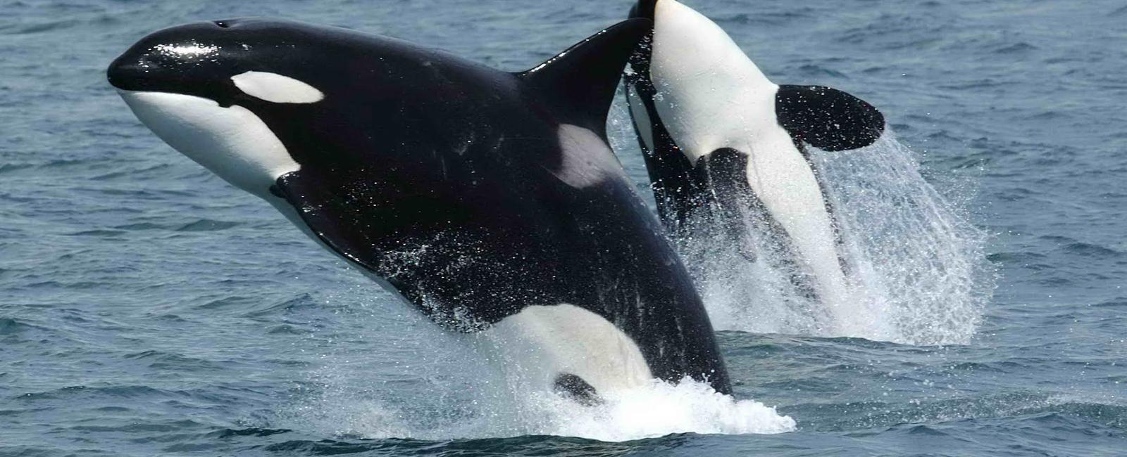Despite its name the killer whale orca is actually a type of dolphin