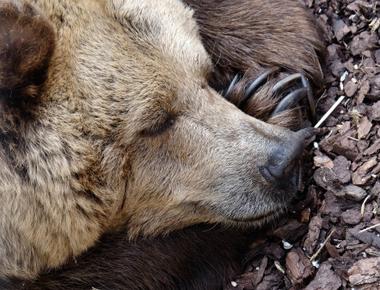 How a big hibernating mammal would show affection bearhug