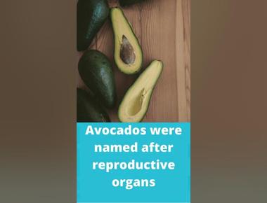 Avocados were named after reproductive organs