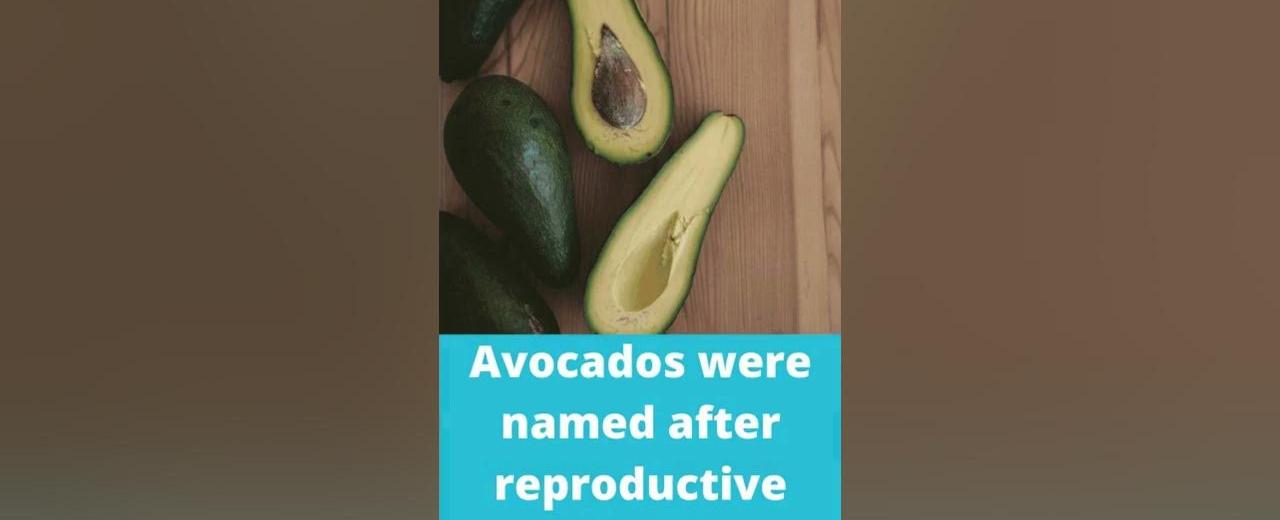 Avocados were named after reproductive organs