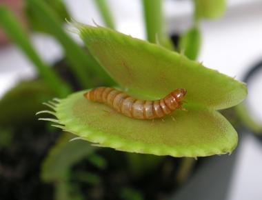 When an insect touches the hairs of a venus fly trap it triggers the plant to close trapping its victim before killing and dissolving it in acid