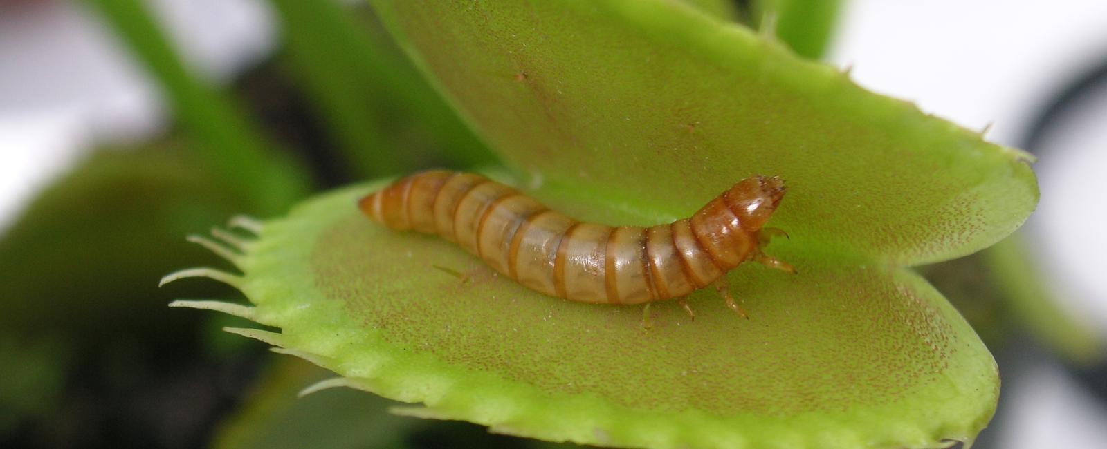 When an insect touches the hairs of a venus fly trap it triggers the plant to close trapping its victim before killing and dissolving it in acid