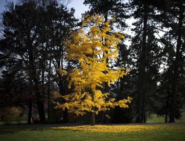 The gingko biloba tree is nearly immortal scientists have found their lifespan is theoretically unlimited they can die due to external factors but never of old age