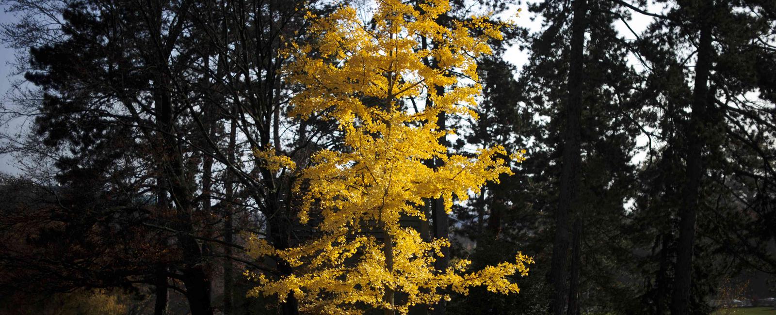 The gingko biloba tree is nearly immortal scientists have found their lifespan is theoretically unlimited they can die due to external factors but never of old age