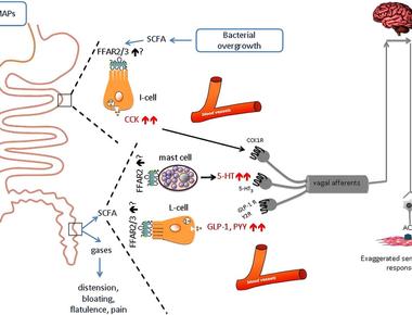 You have taste receptors in the stomach intestines pancreas lungs anus testicles and the brain