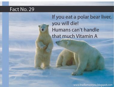 If you eat a polar bear s liver you will die of a vitamin a overdose