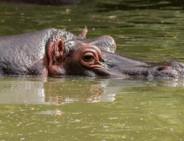 Hippos rest in water to keep their temperature down because they don t have sweat glands