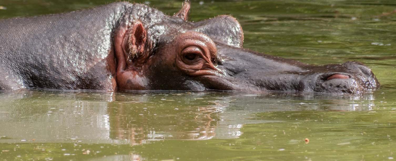 Hippos rest in water to keep their temperature down because they don t have sweat glands