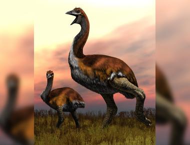 The largest bird ever to exist had a wingspan of almost 20 feet it lived 60 million years ago