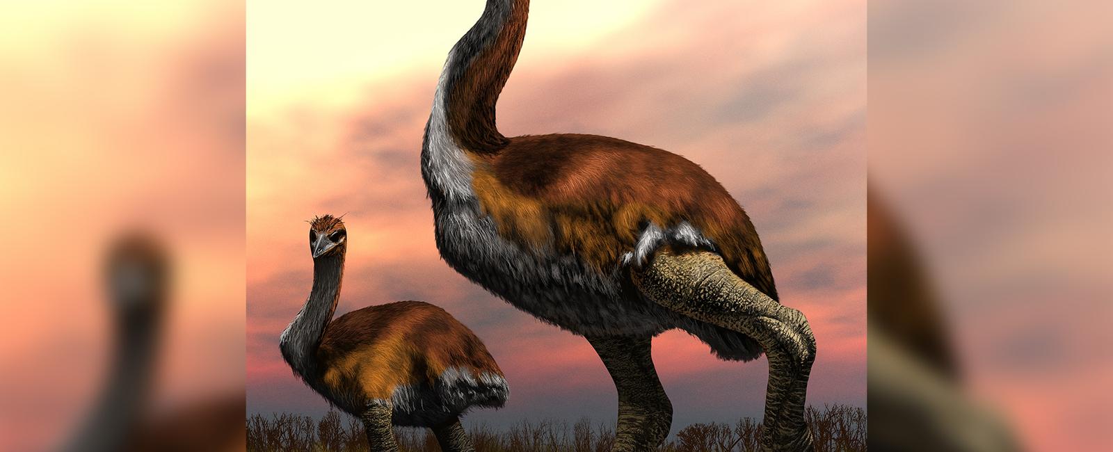 The largest bird ever to exist had a wingspan of almost 20 feet it lived 60 million years ago