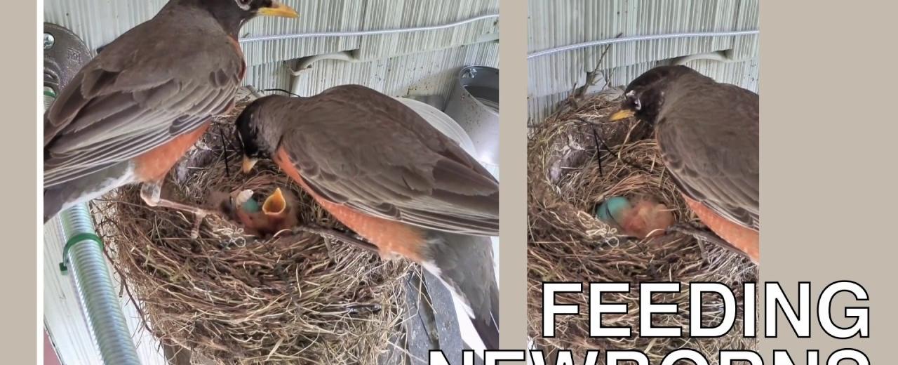 Baby robins eat 14 feet of earthworms every day