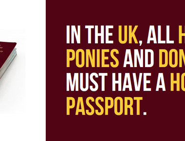 In the uk all horses donkeys and ponies must have a horse passport