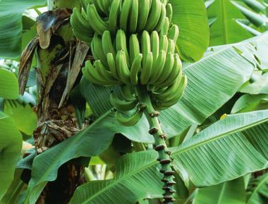 The banana tree is not a tree but a giant herb