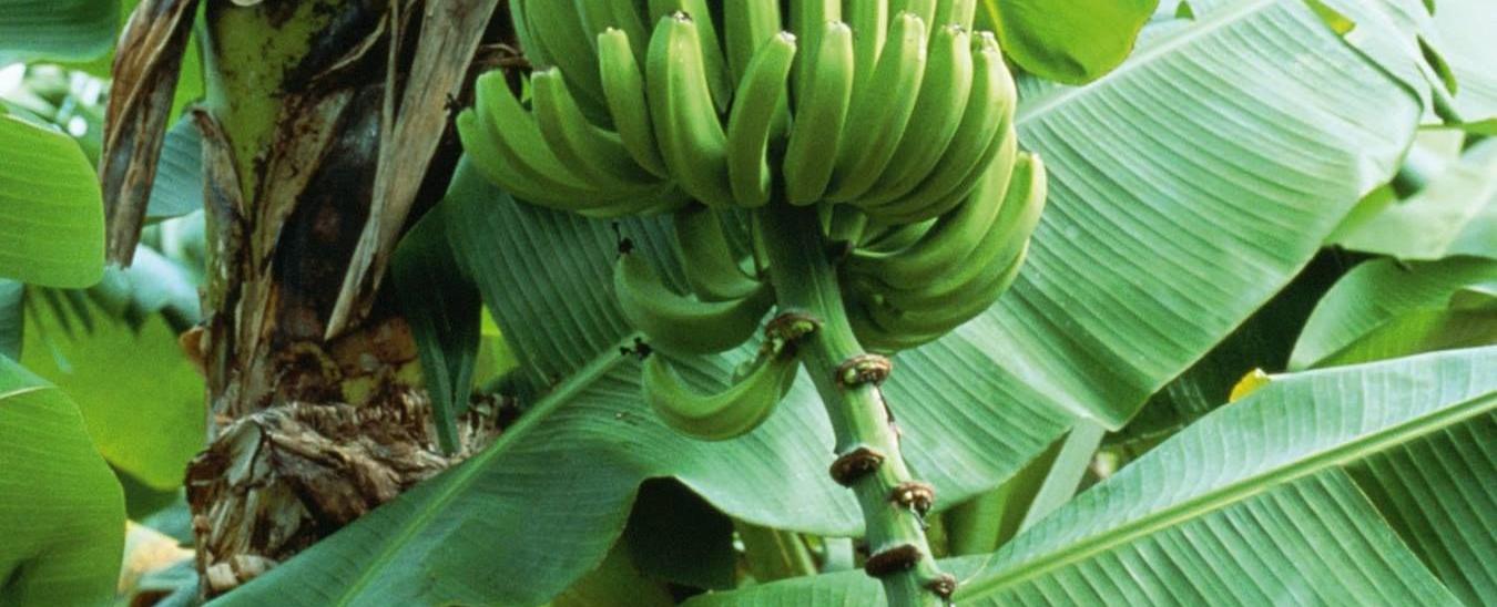 The banana tree is not a tree but a giant herb