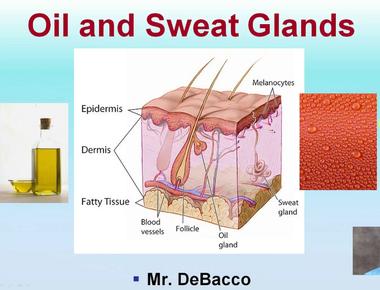 On average a person has two million sweat glands