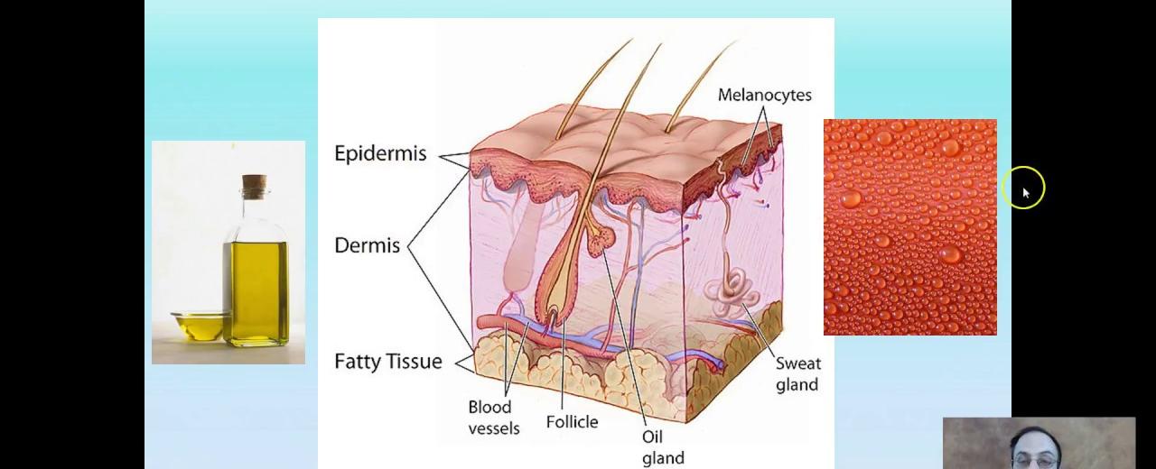 On average a person has two million sweat glands