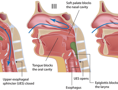 A yawn is not just a movement of the mouth it s a coordinated movement between the palate of the mouth larynx in the throat the diaphragm and the thoracic chest muscles