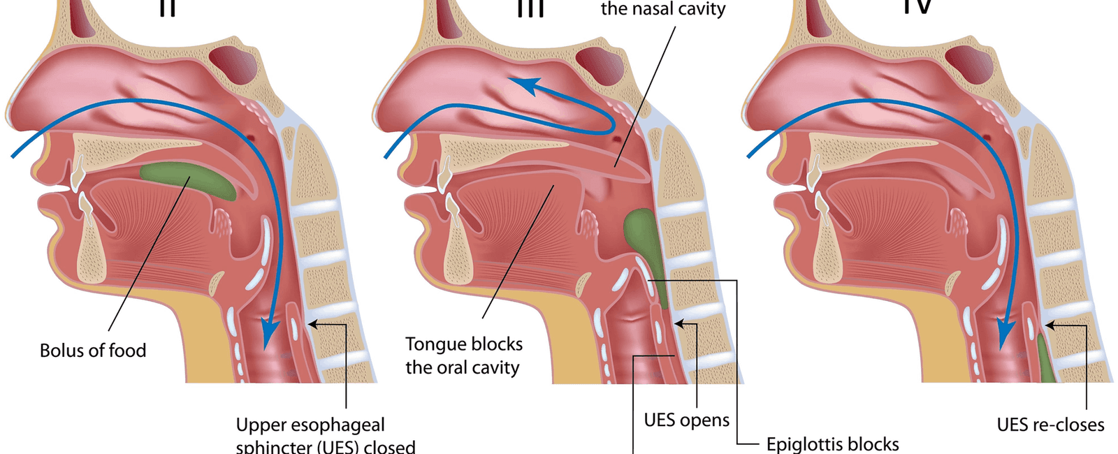 A yawn is not just a movement of the mouth it s a coordinated movement between the palate of the mouth larynx in the throat the diaphragm and the thoracic chest muscles