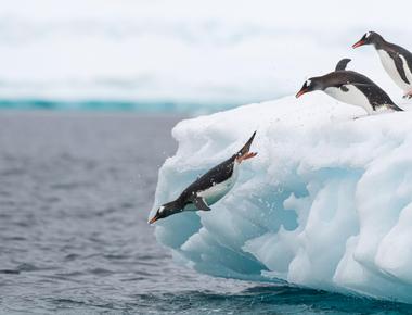 Penguins can jump as high as six feet in the air