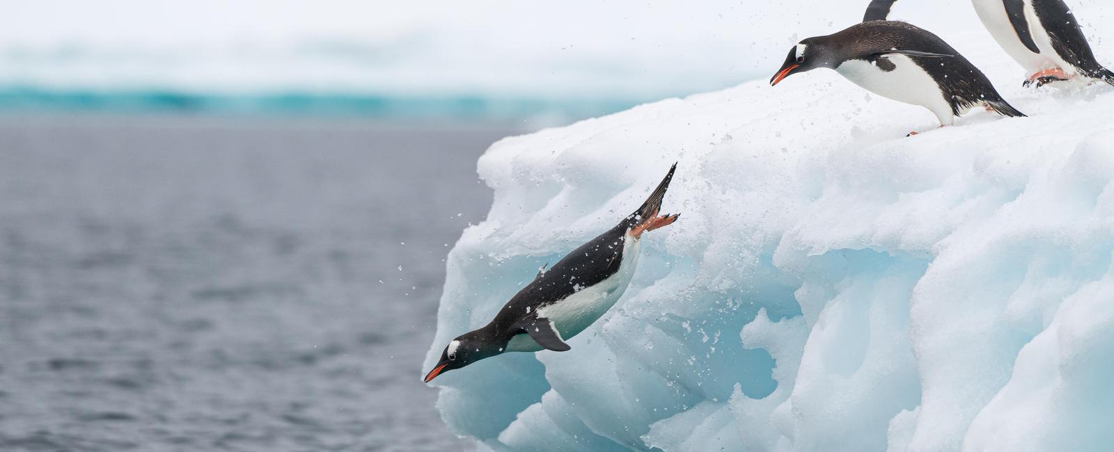 Penguins can jump as high as six feet in the air