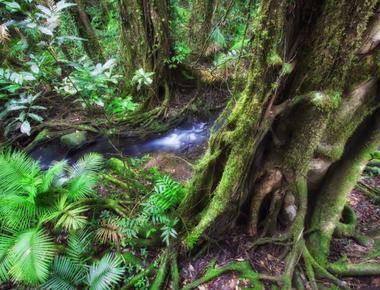 Where would you find the world s most ancient forest daintree forest north of cairns australia