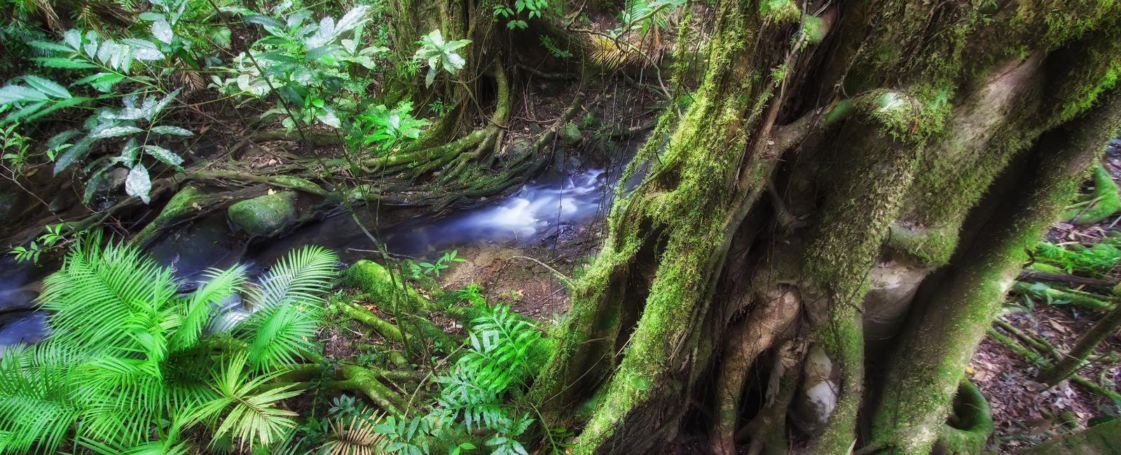 Where would you find the world s most ancient forest daintree forest north of cairns australia