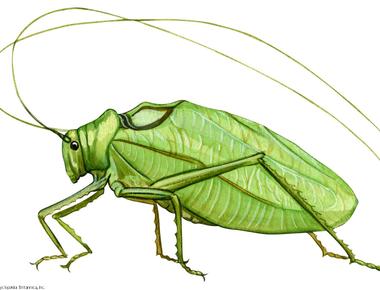 The katydid bug hears through holes in its hind legs