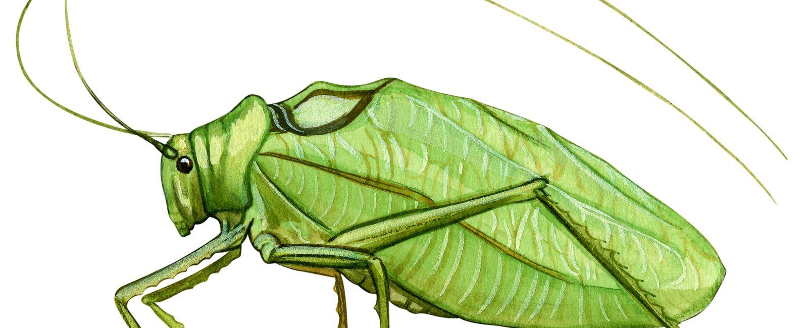 The katydid bug hears through holes in its hind legs