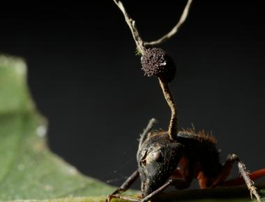 A parasitic fungus turns ants into zombies it spreads throughout their body and slowly takes over its behavior