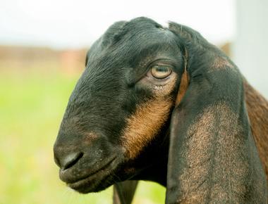 The pupils of a goat s eyes are square