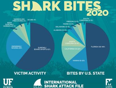 According to the international shark attack file on average sharks only kill about 6 humans worldwide per year meanwhile humans kill nearly 100 million sharks per year mostly from commercial fishing