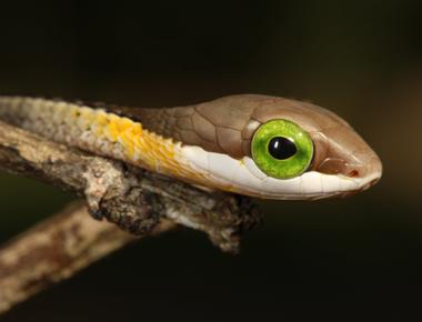 The boomslang snake s venom causes you to bleed from all holes of your body