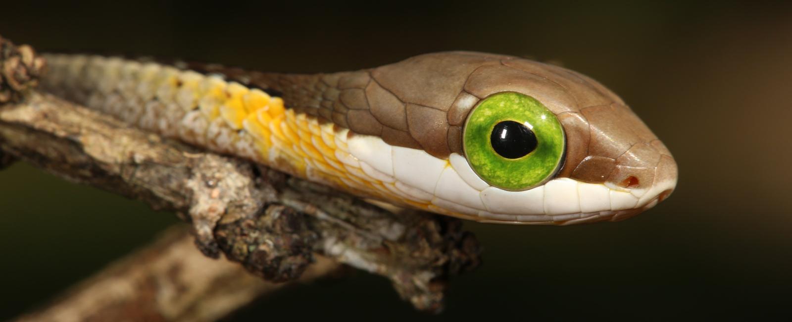 The boomslang snake s venom causes you to bleed from all holes of your body