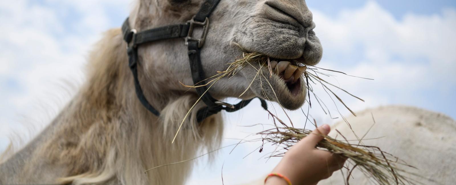 What is a camels dude penis