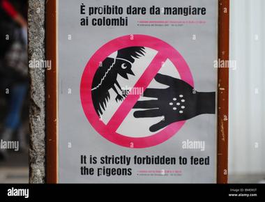 It is illegal to feed pigeons in venice