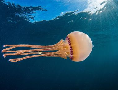 A jellyfish is 95 water