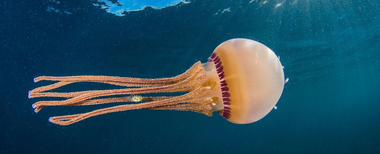 A jellyfish is 95 water