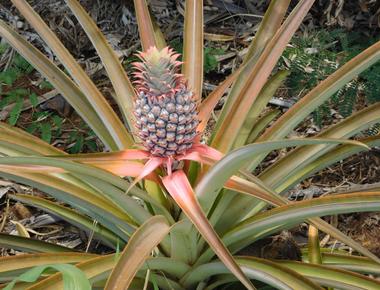 Pineapples take 2 years to grow