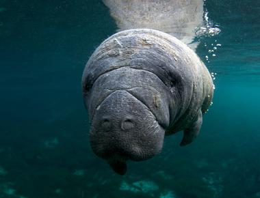 Manatees can control their buoyancy by farting