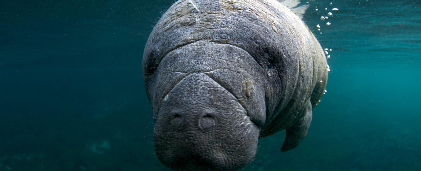 Manatees can control their buoyancy by farting