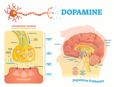 Dopamine a neurotransmitter is why you get addicted to social media search engines and messaging it encourages you to search until you find instant gratification before you can stop