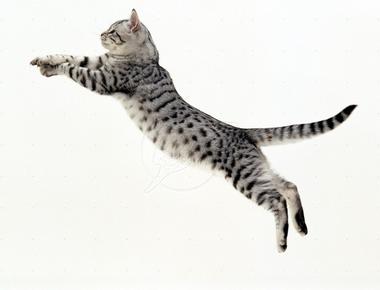 Cats can jump up to 6 times their tail length