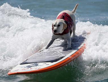 There are dogs that can surf each year in california the del mar dog beach hosts the surf dog surf a thon which raises money for animals in need