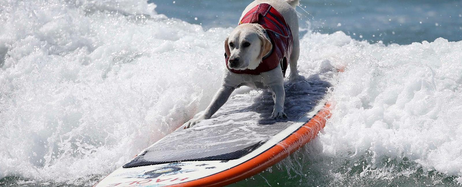 There are dogs that can surf each year in california the del mar dog beach hosts the surf dog surf a thon which raises money for animals in need