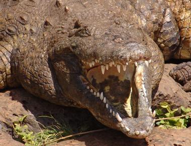 To escape the grip of a crocodile s jaws push your thumbs into its eyeballs it will let you go instantly